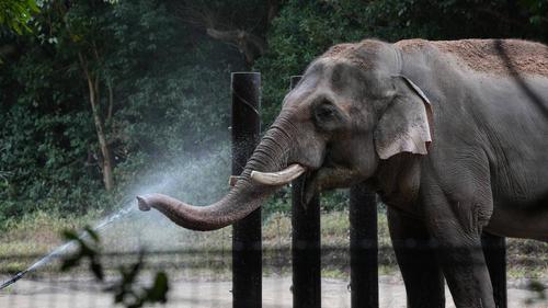インドゾウ2.jpg