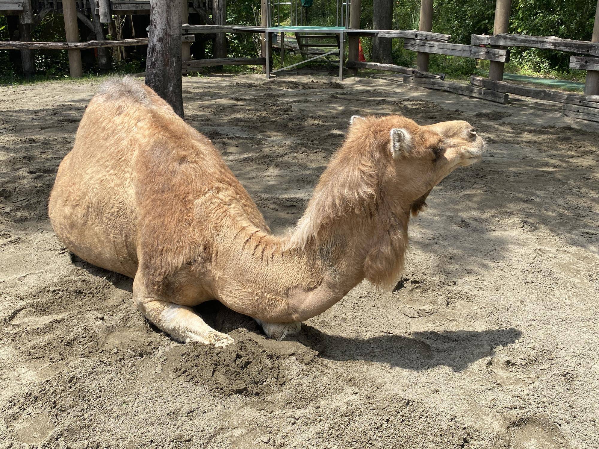しあわせボールとソフィーの写真