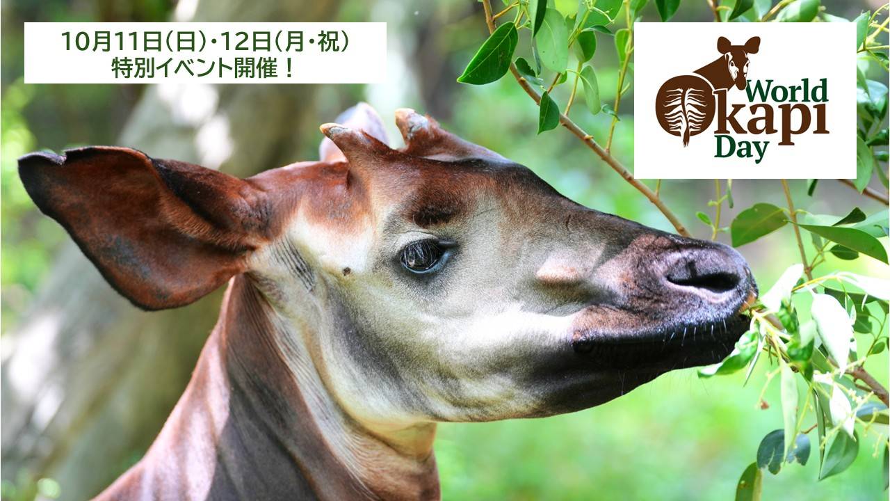 世界オカピの日特別イベント 2026の写真