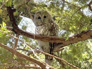 国際フクロウの日イベントを実施しました！