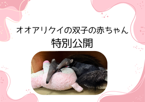 オオアリクイの双子の赤ちゃん　特別公開についての画像