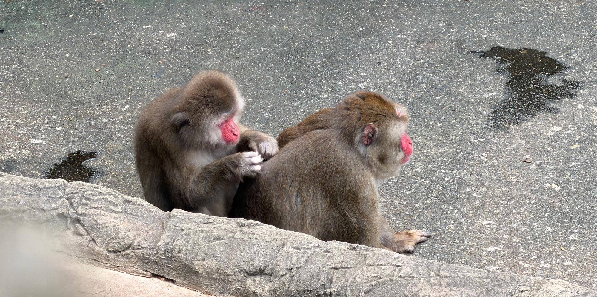 見つけてくだサル？ニホンザル🐵（9月）の写真