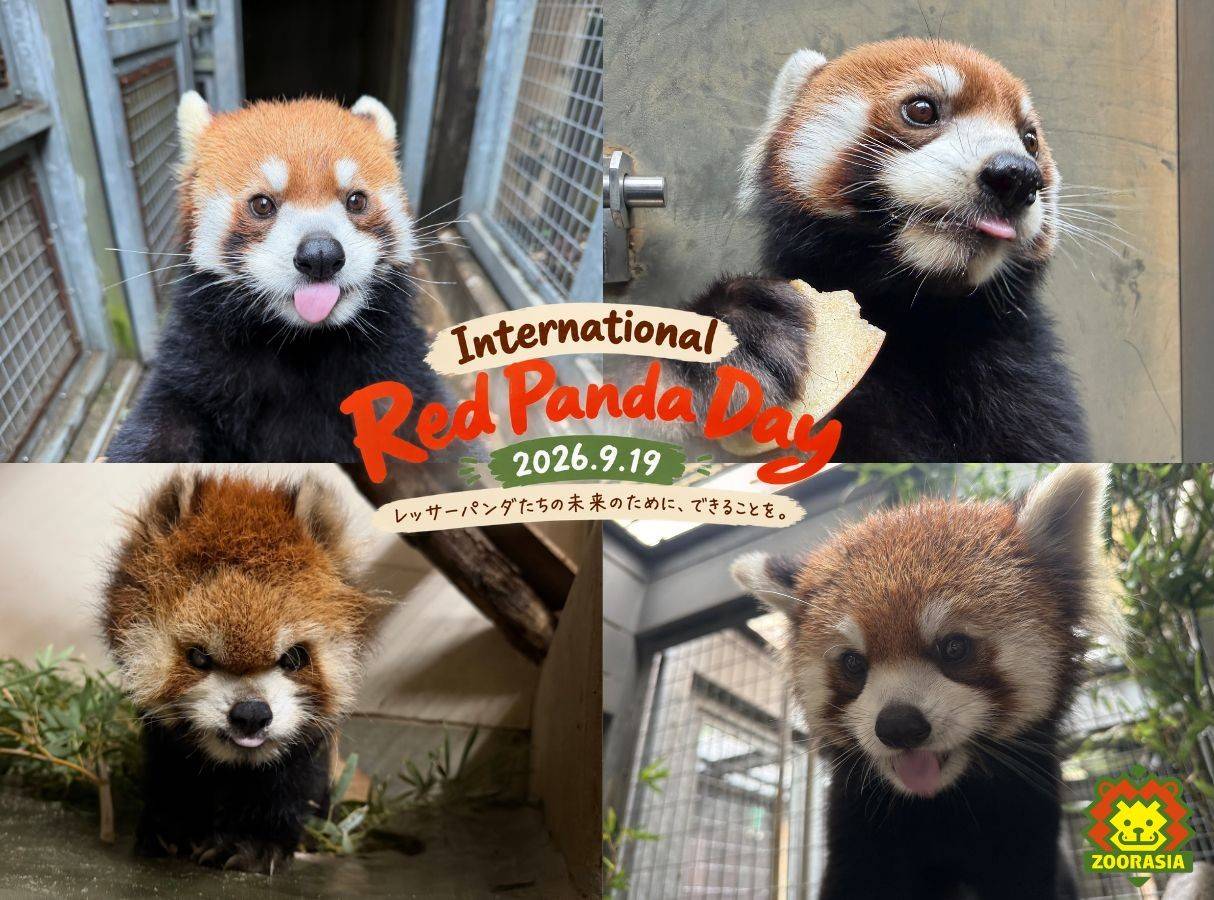 国際レッサーパンダデー2026の写真