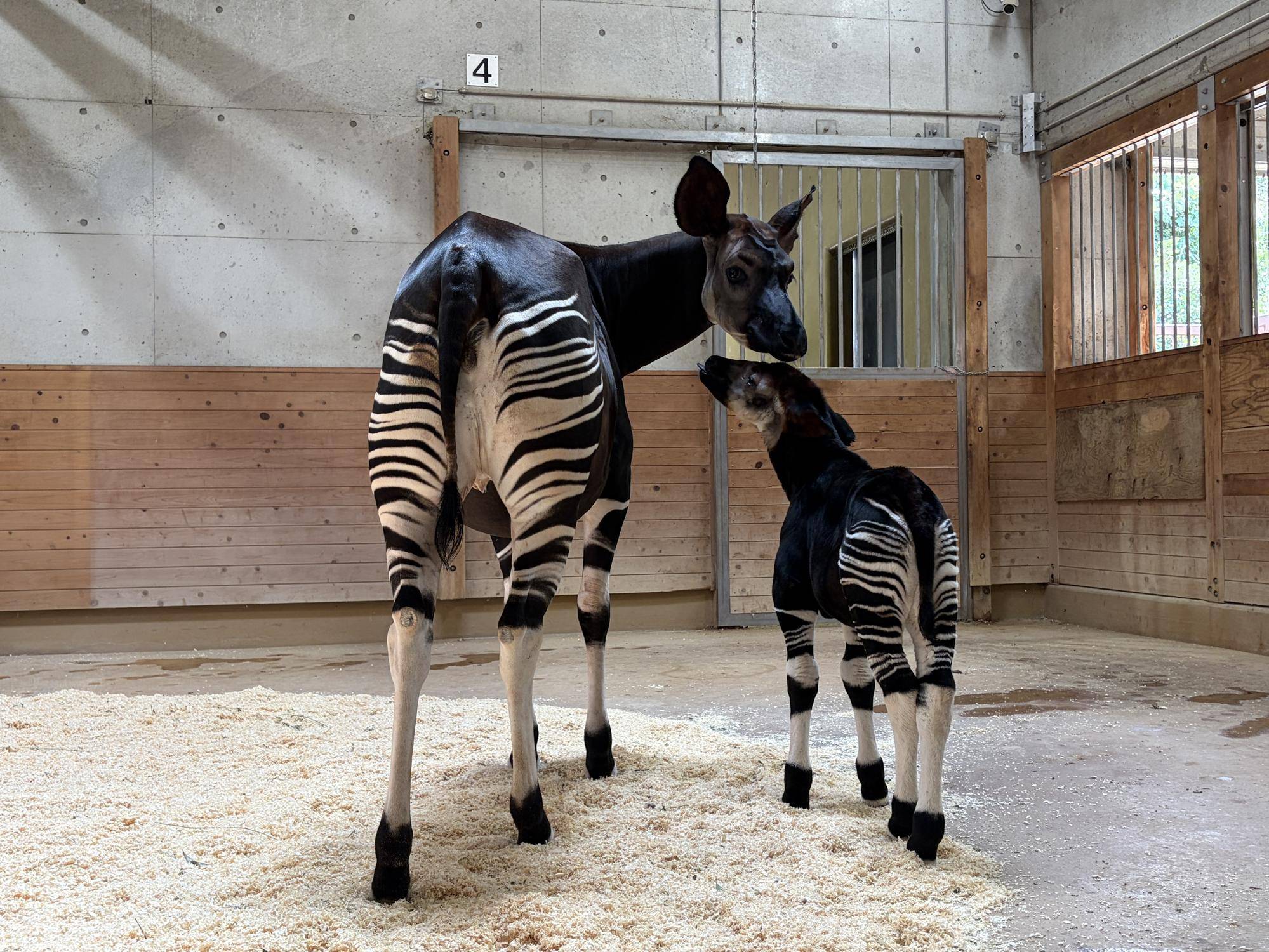 オカピ観察《ウラ》日誌　オカピ誕生！の写真