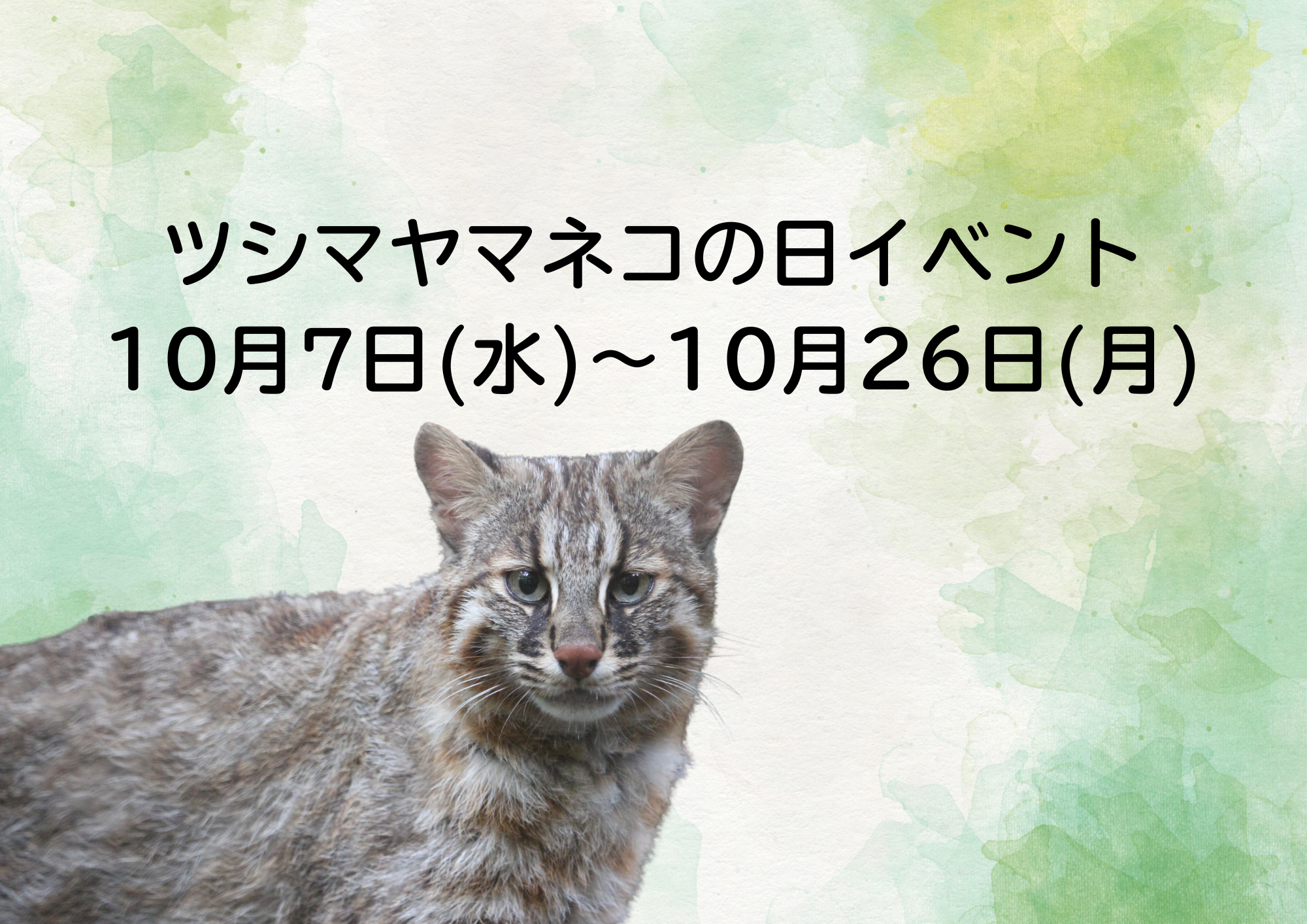 「ツシマヤマネコの日」イベントを実施します！の写真