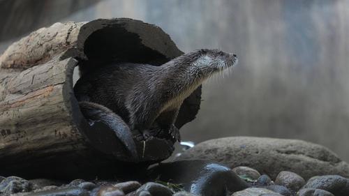 ユーラシアカワウソ.jpg