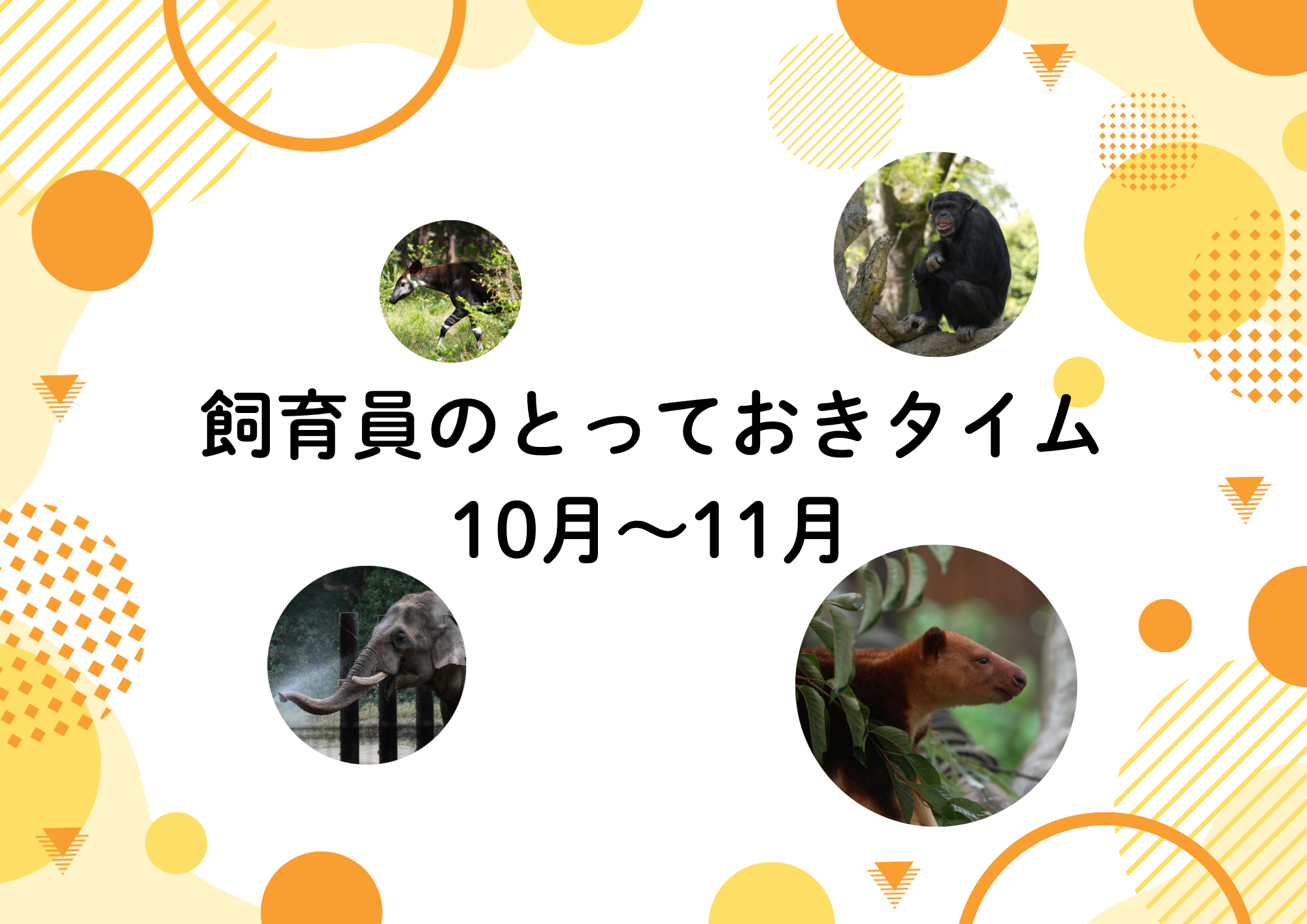 【10月～11月】飼育員のとっておきタイムの写真