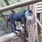 シシオザルの8月　ナイト！＆ヒロの展示場練習の画像