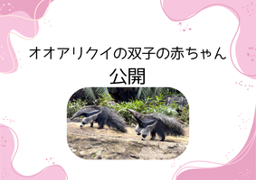 【10/29更新】オオアリクイの双子の赤ちゃん　公開についての画像