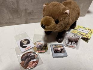 オオアリクイ・ヤブイヌ新商品のお知らせ🆕
