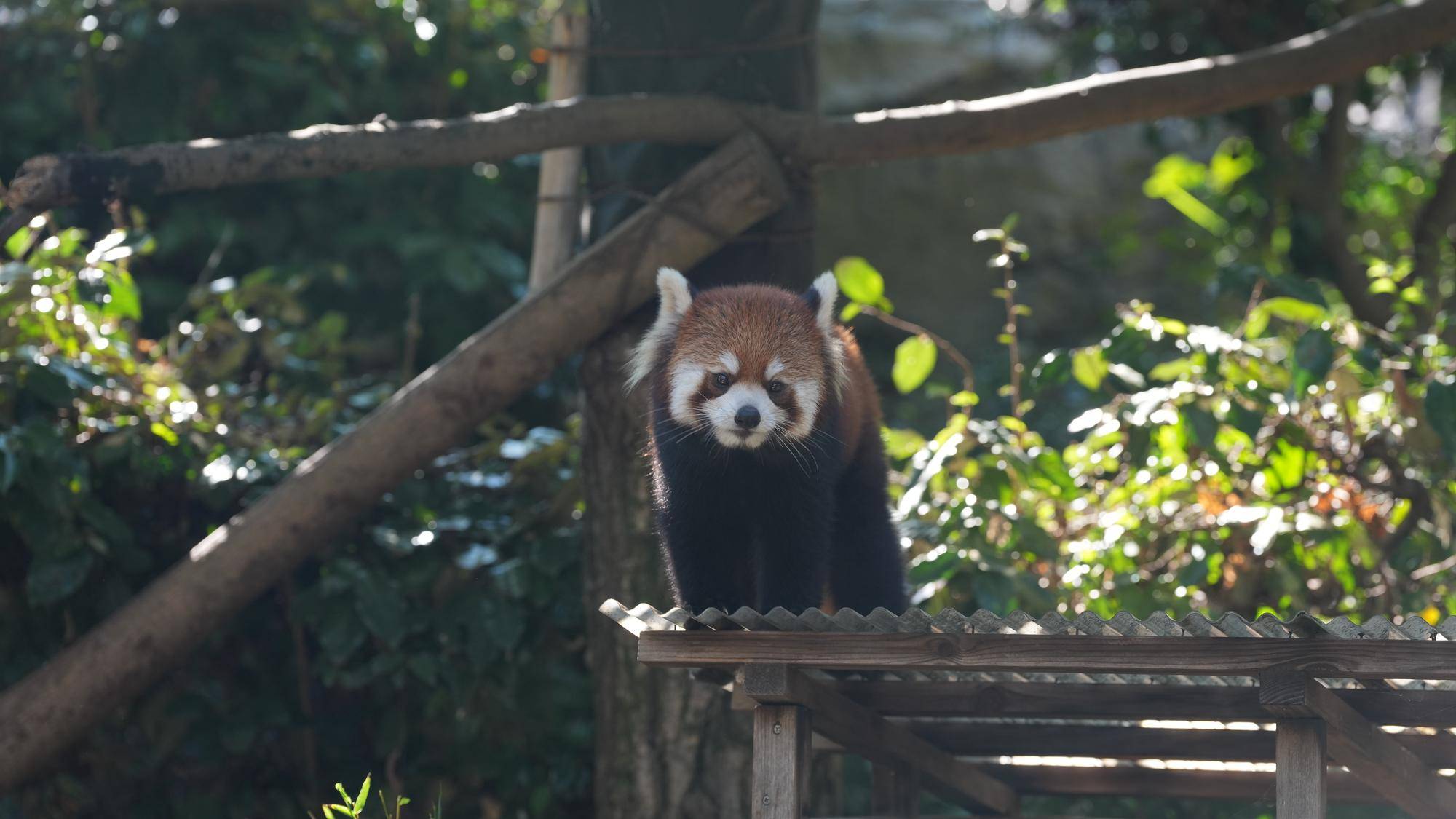 レッサーパンダ　成長記２４の写真