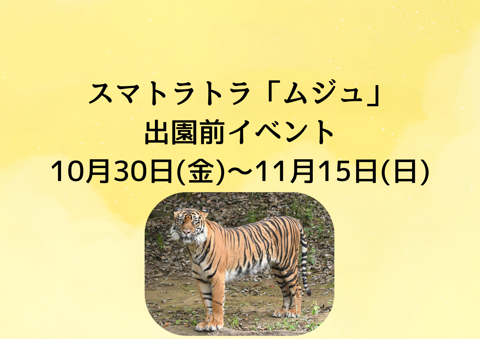 スマトラトラ「ムジュ」出園前イベントの写真