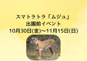 スマトラトラ「ムジュ」出園前イベントの画像