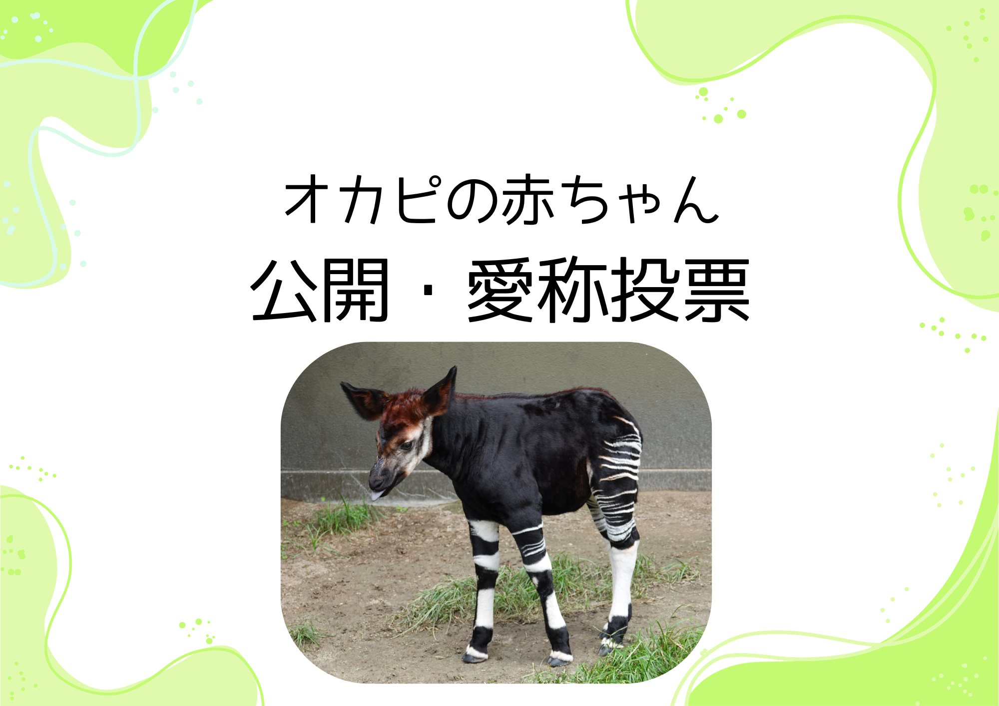 オカピの赤ちゃん公開・愛称投票の写真