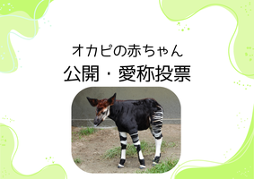 オカピの赤ちゃん公開・愛称投票の画像