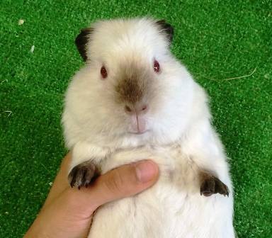 モルモットの見分け方 ぱかぱか広場 よこはま動物園ズーラシア公式サイト 公益財団法人 横浜市緑の協会 モルモットの見分け方 ぱかぱか広場 よこはま動物園ズーラシア公式サイト 公益財団法人 横浜市緑の協会