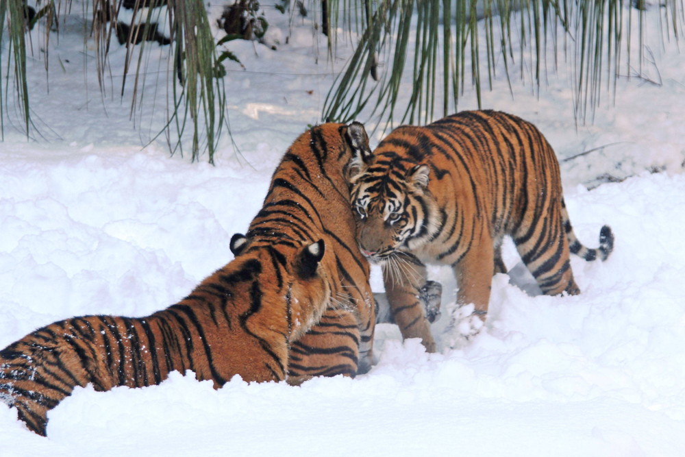 IMG_6861 - コピー.jpg