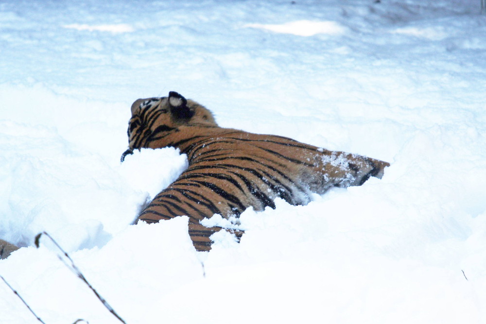 IMG_6657 - コピー.jpg