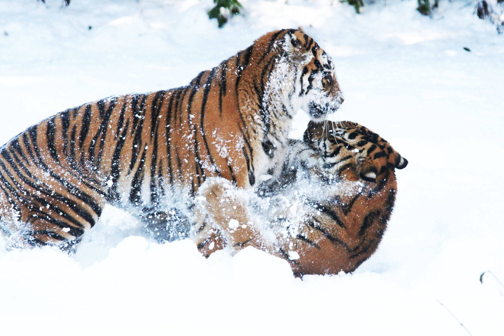 IMG_6648 - コピー.jpg