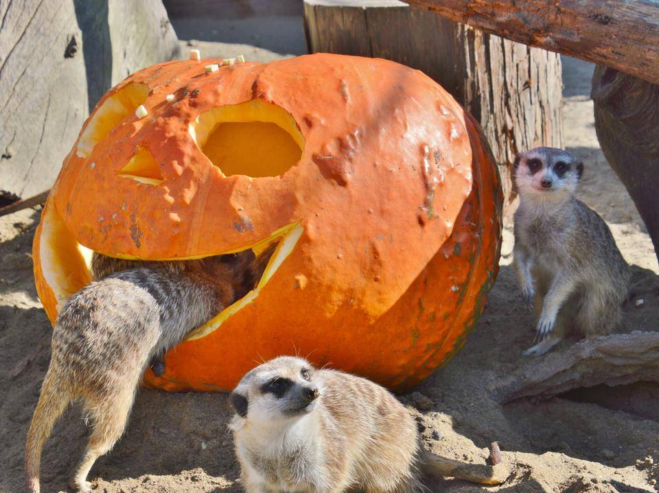 ハロウィン特別ガイド(ミーアキャット)(1).jpg
