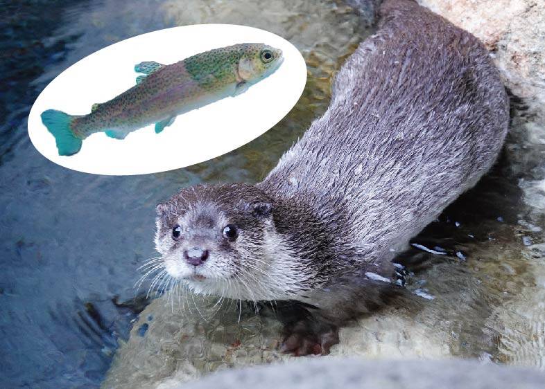 カワウソ_アートボード 1.jpg