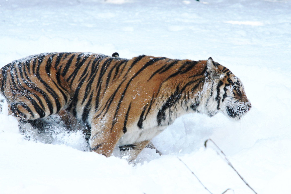 IMG_6651 - コピー.jpg