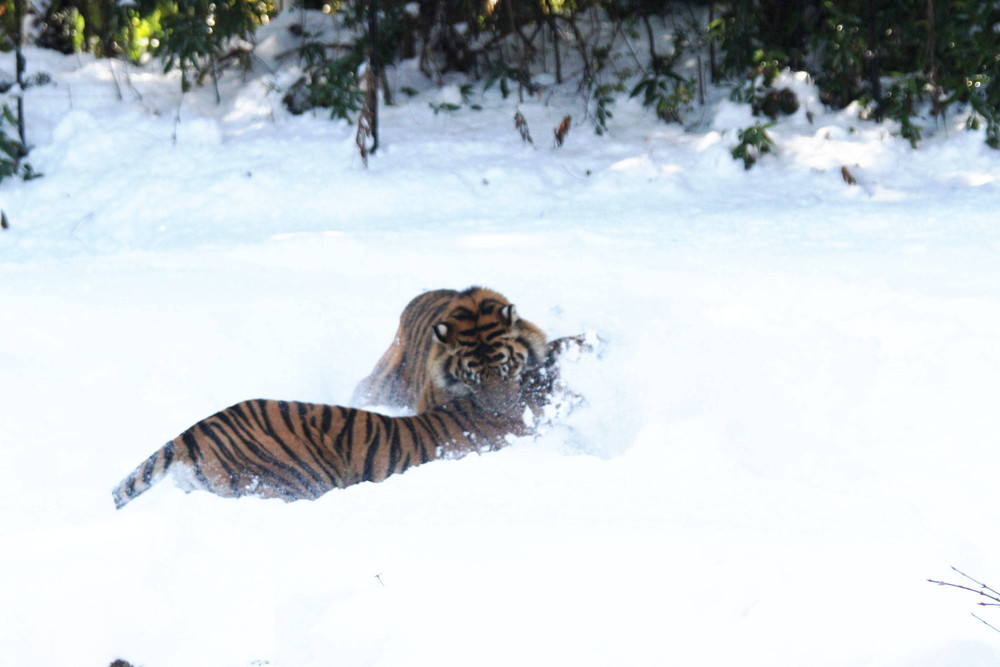 IMG_6643 - コピー.jpg