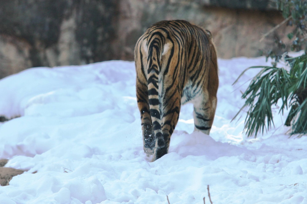 IMG_7403 - コピー.jpg