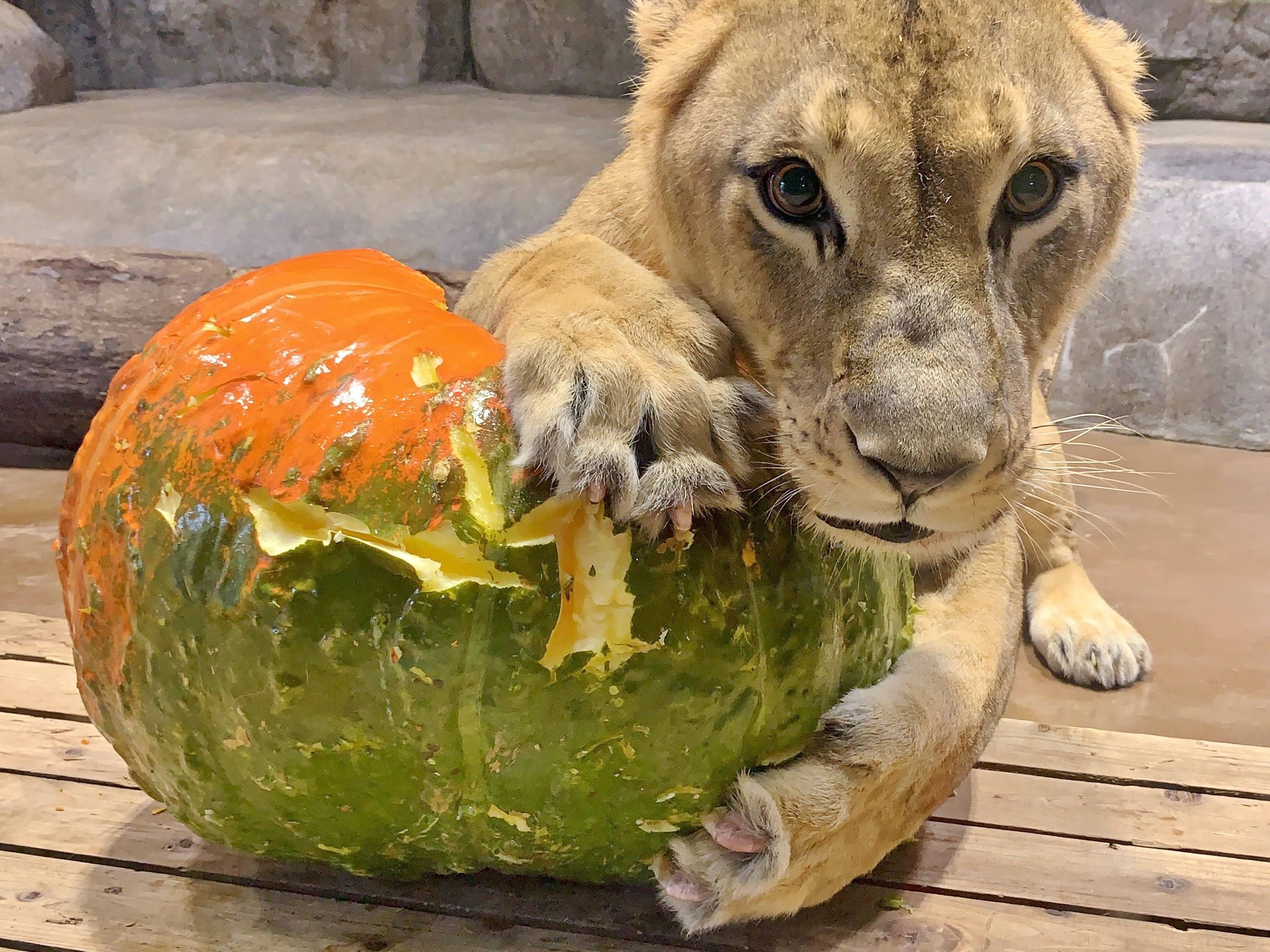 ハロウィン特別ガイド(アフリカのライオン).jpg