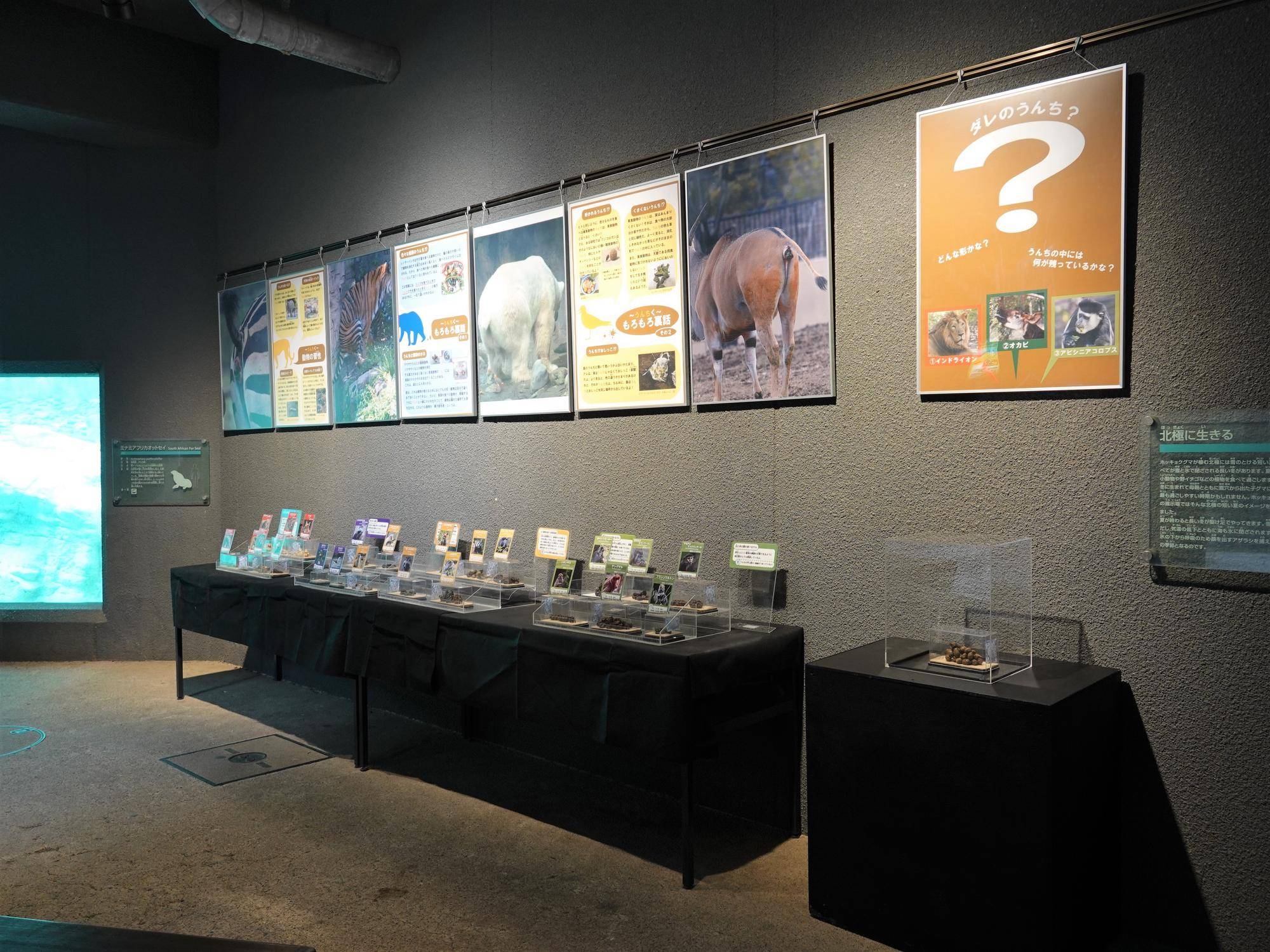 大うんち展　展示の様子 (1).jpg