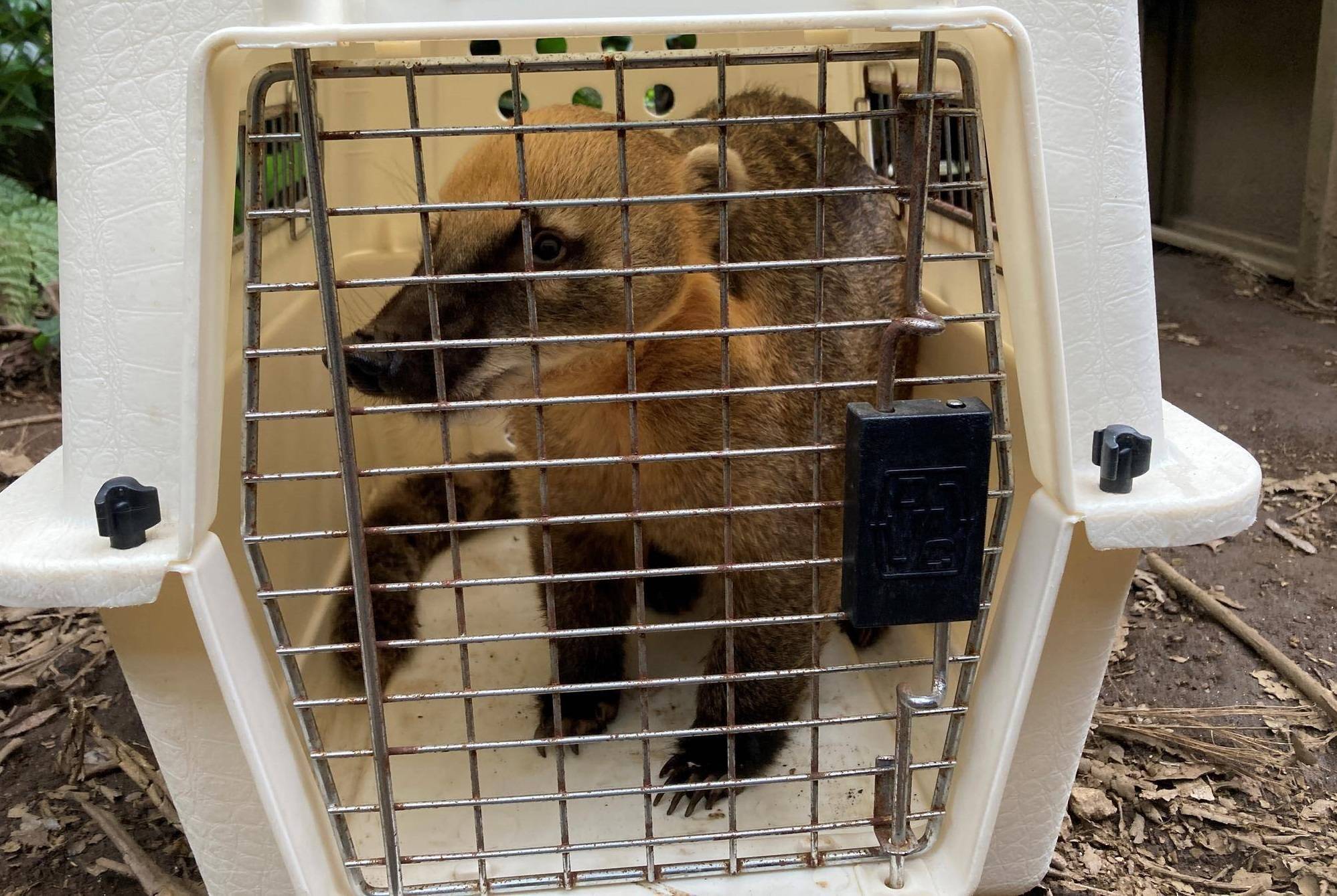 ケージ.jpg