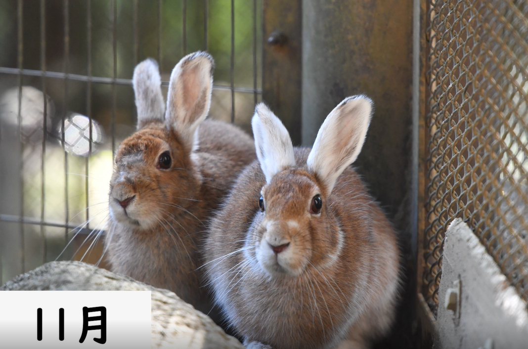 トウホクノウサギのころもがえ映像.png