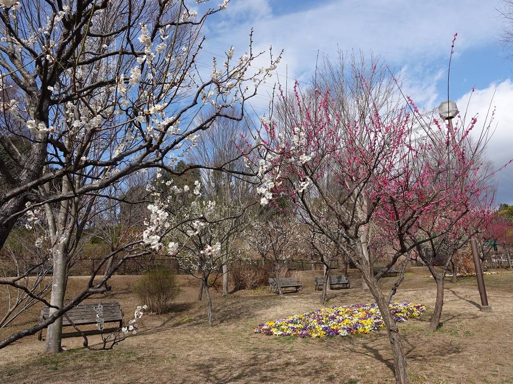 10ウメ@ぱかぱか広場.jpg