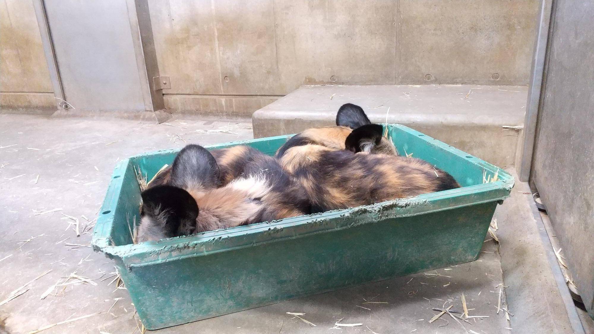 1冬の寝相 舟で寝る.jpg