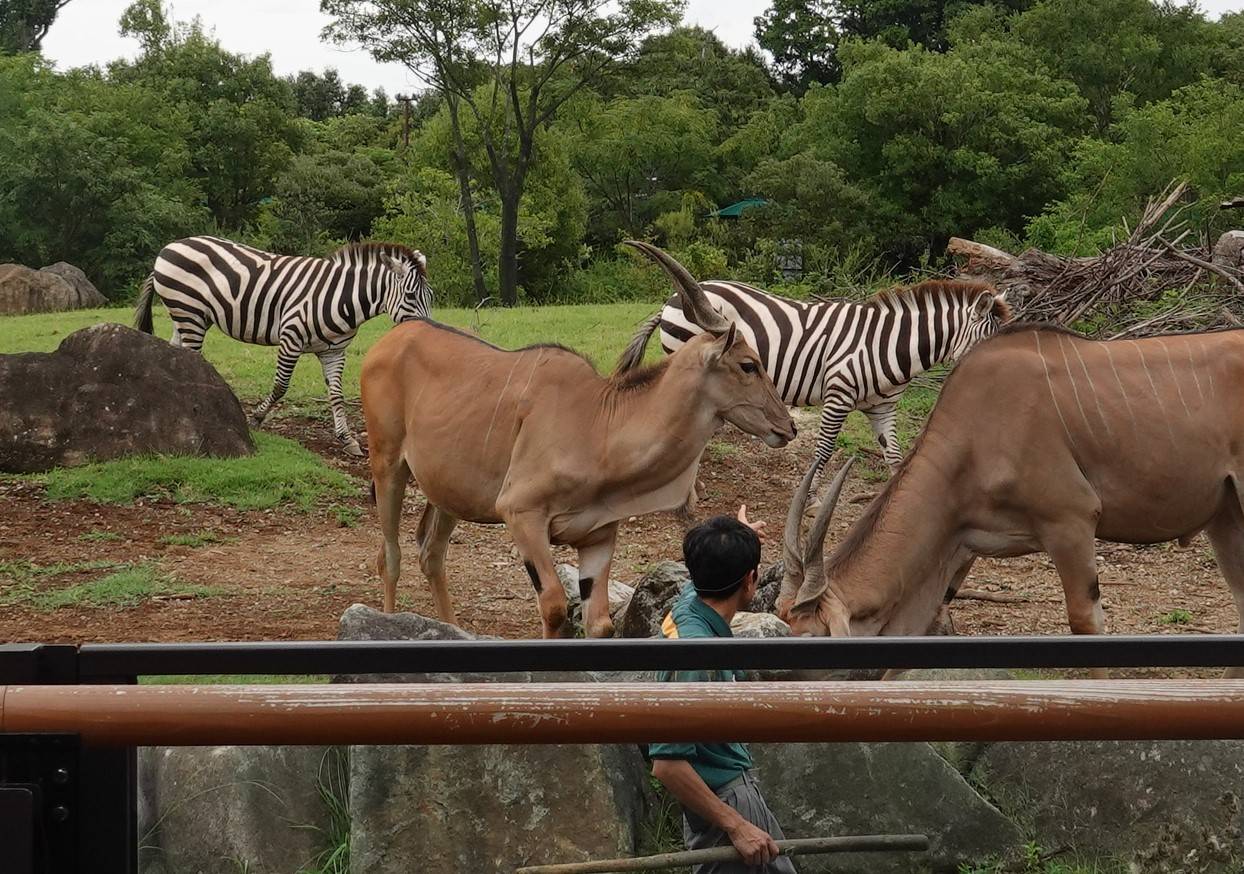 シマウマとエランドと飼育員.jpg