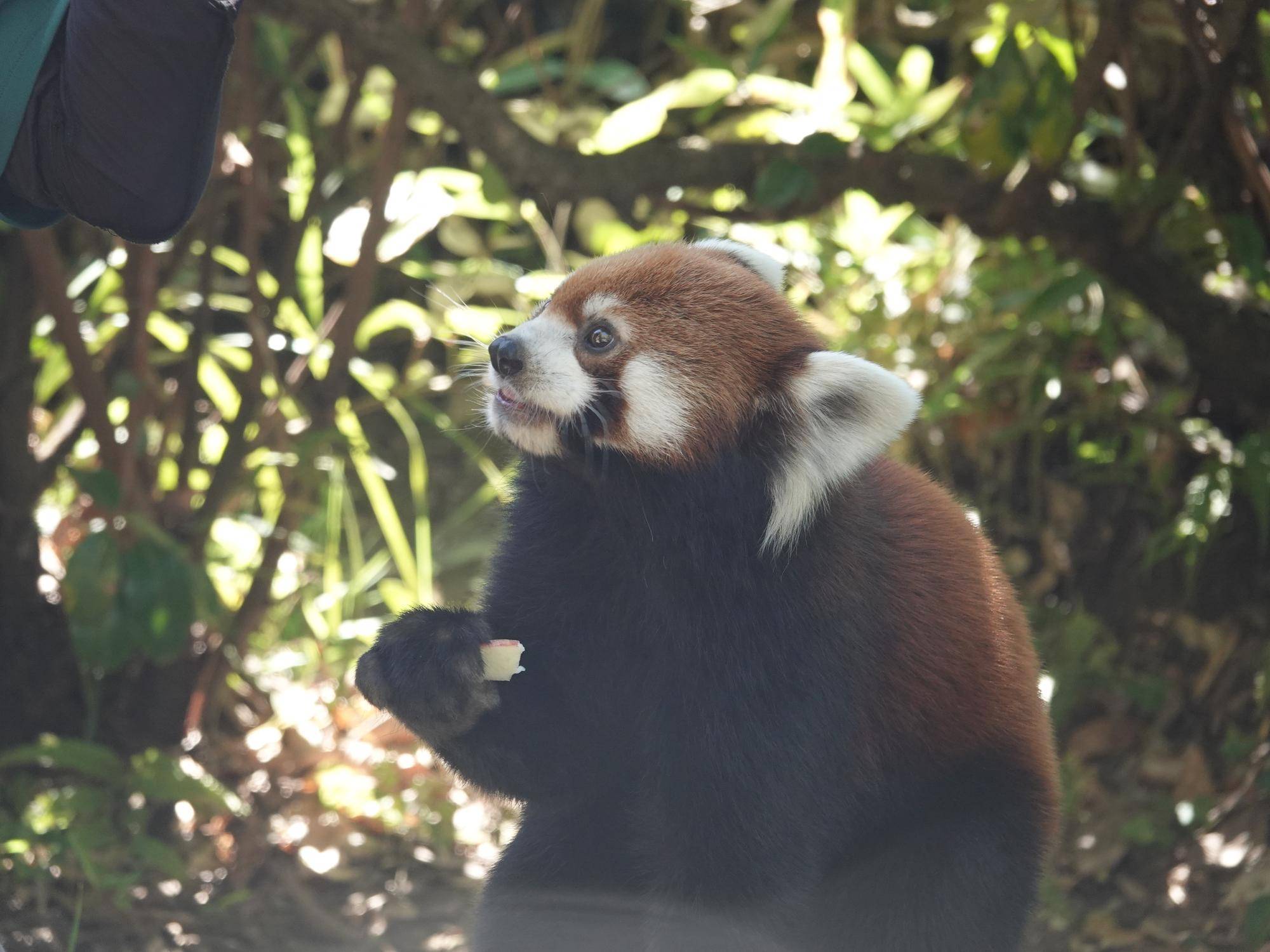 リンゴをつかむレッサーパンダ.jpg
