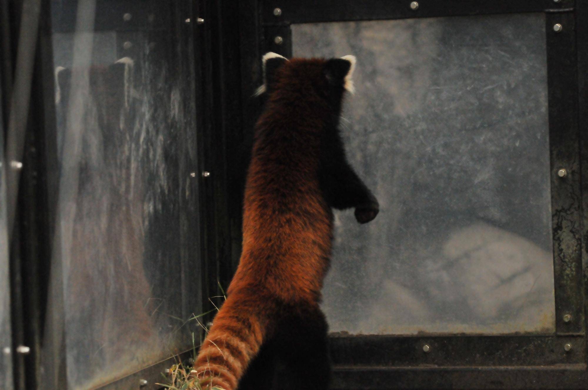 レッサーパンダ (3).jpg