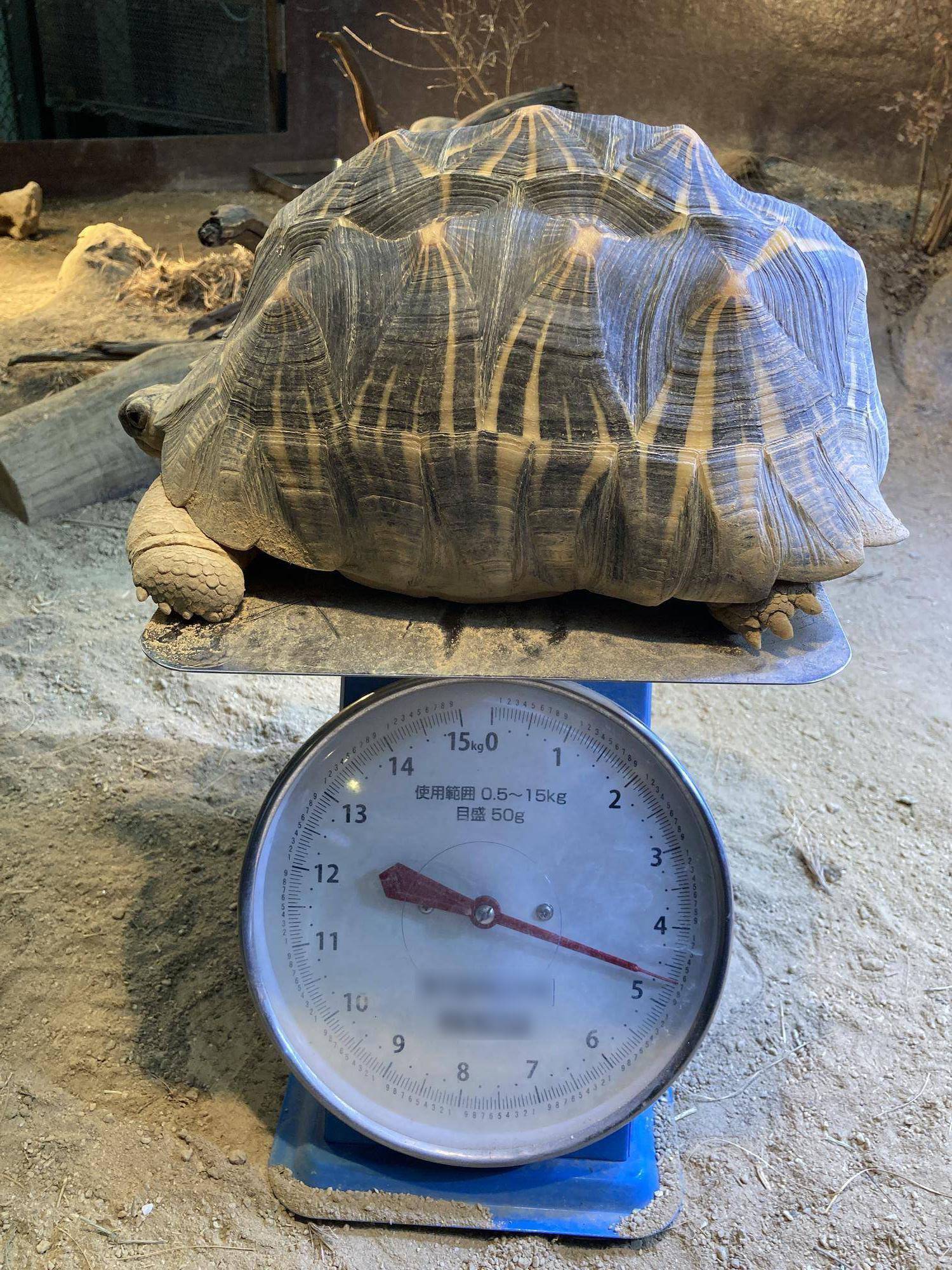 ホウシャガメ体重測定.jpg