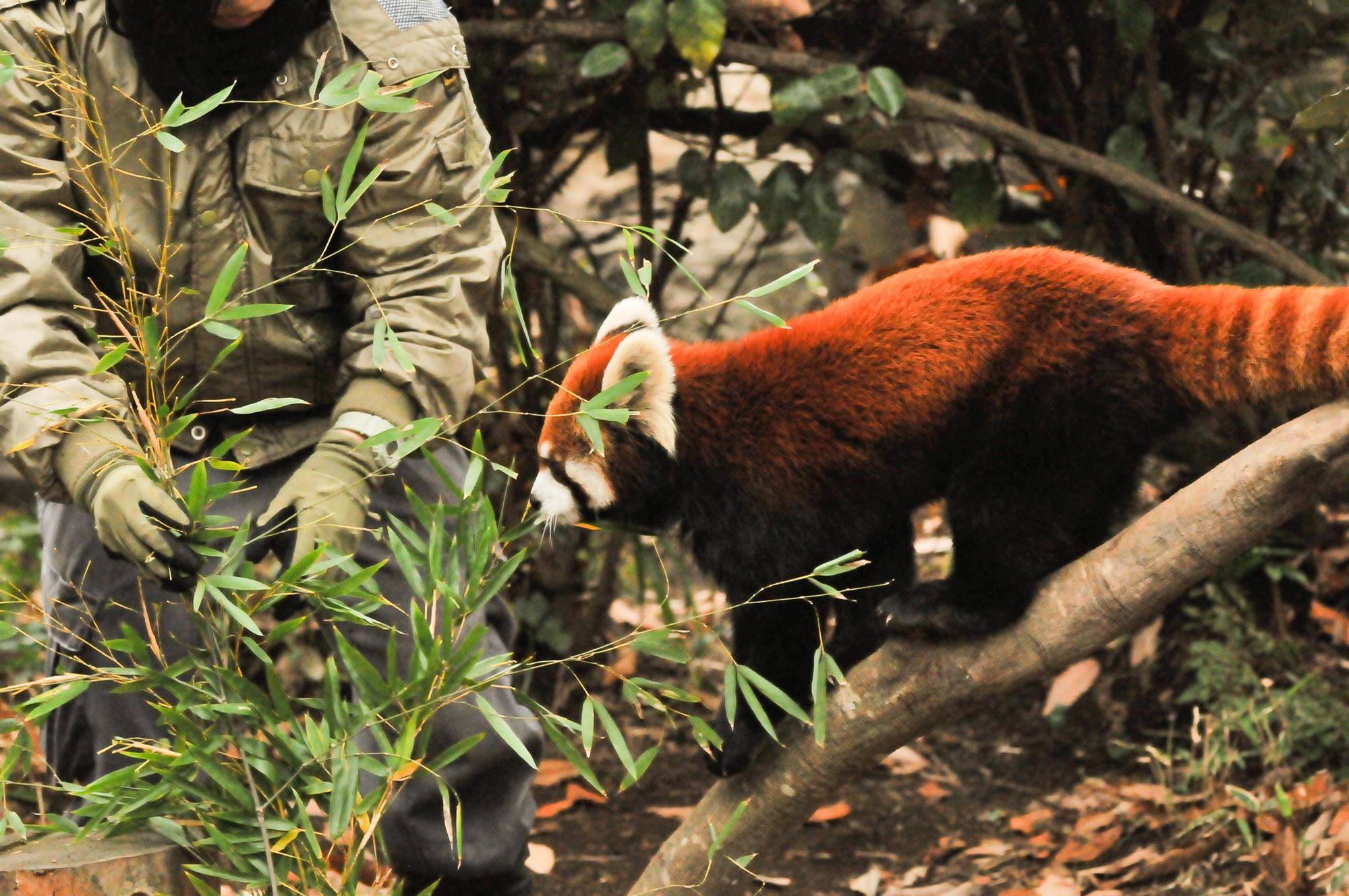 レッサーパンダ (4).jpg