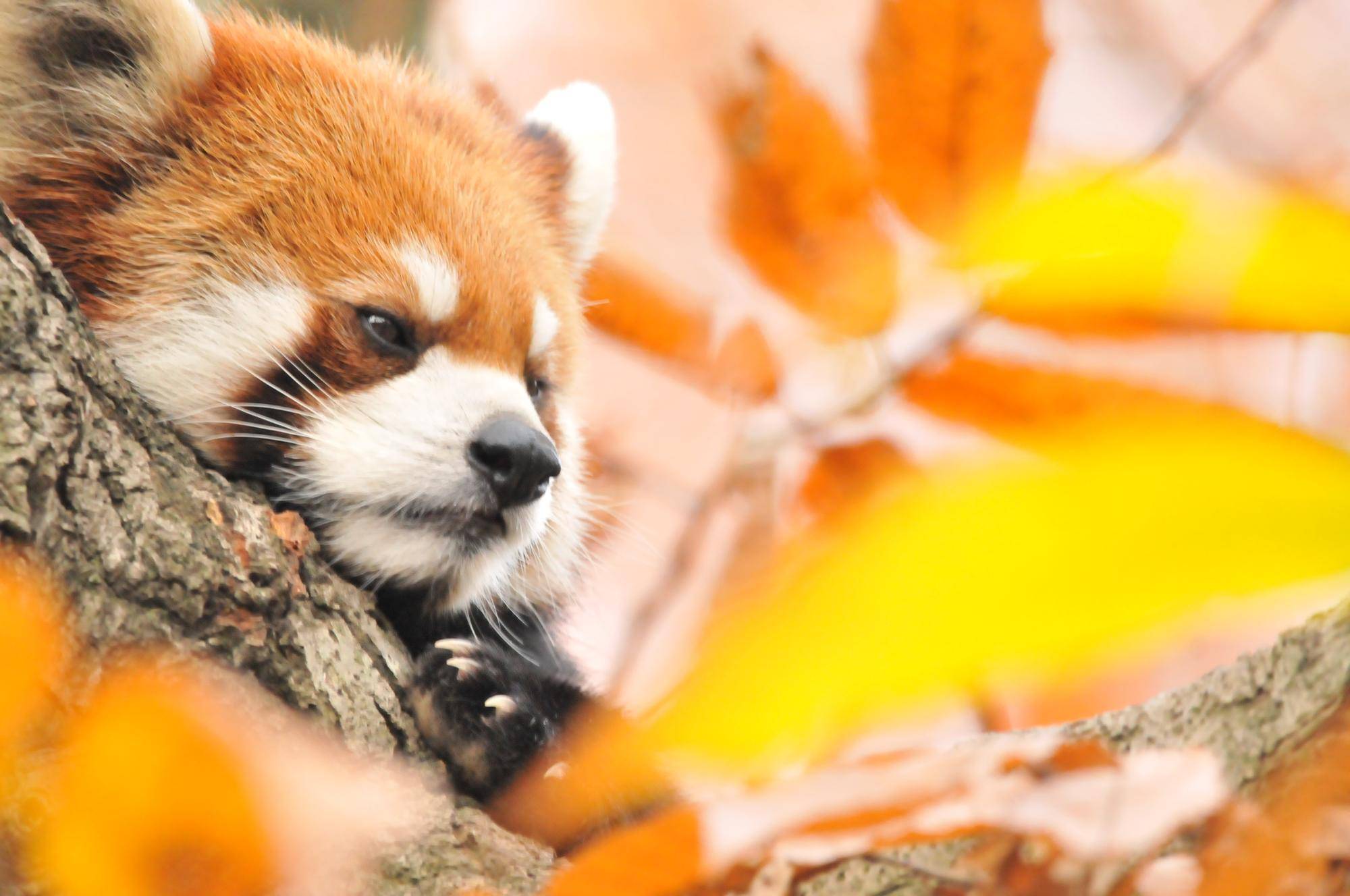 レッサーパンダ (9).jpg