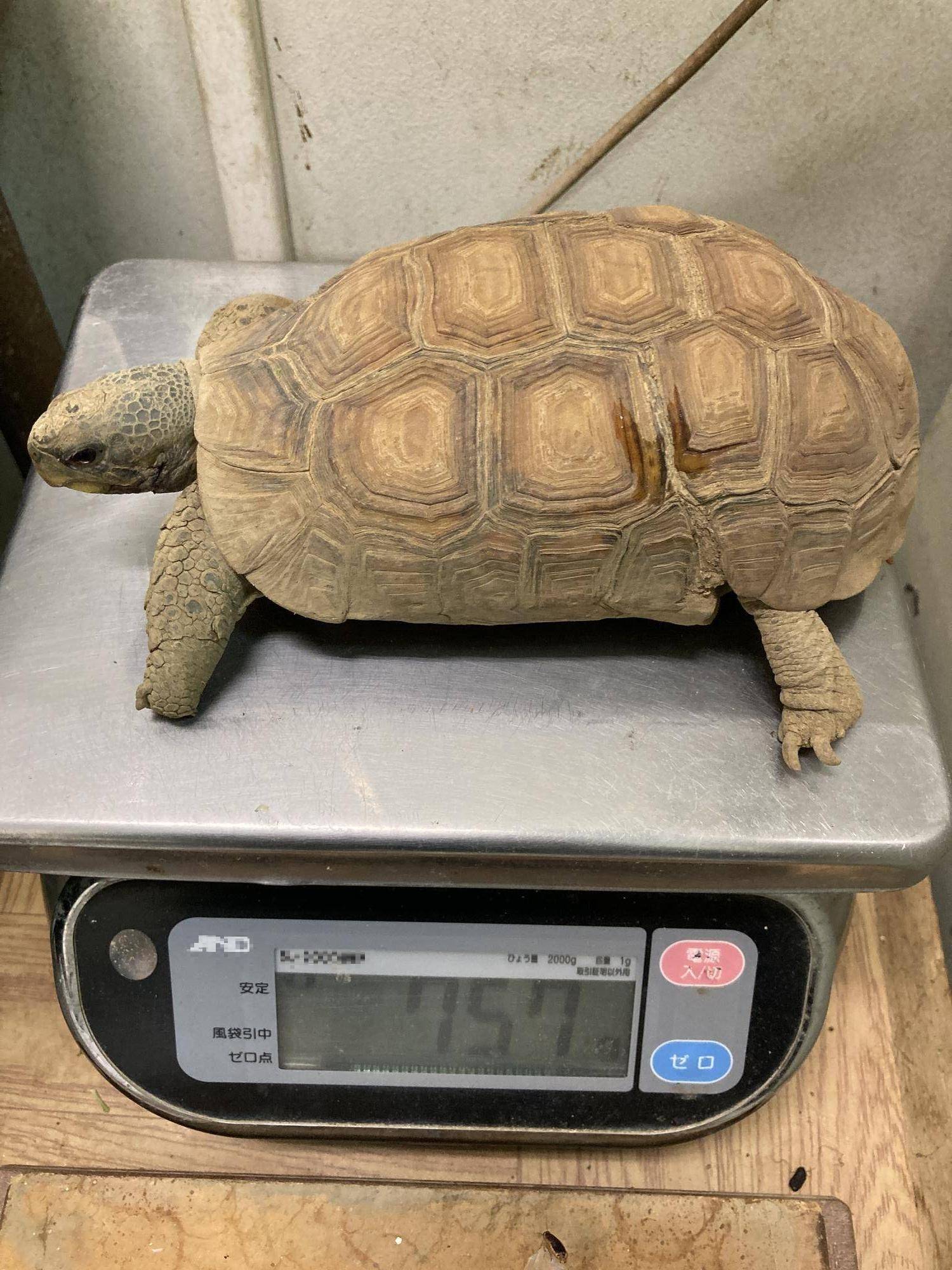 ベルセオレガメ体重測定(編集).jpg
