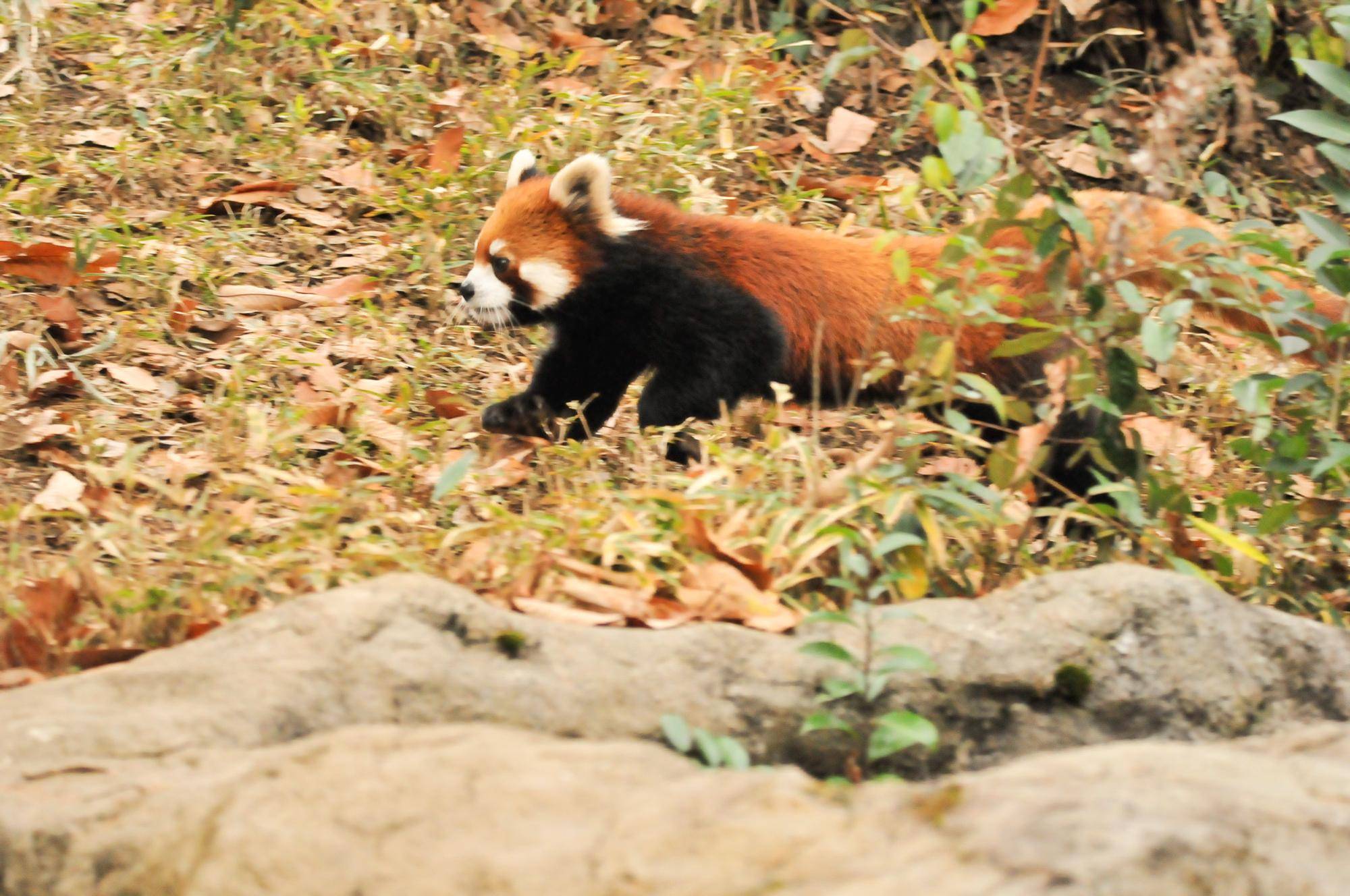 レッサーパンダ (1).jpg