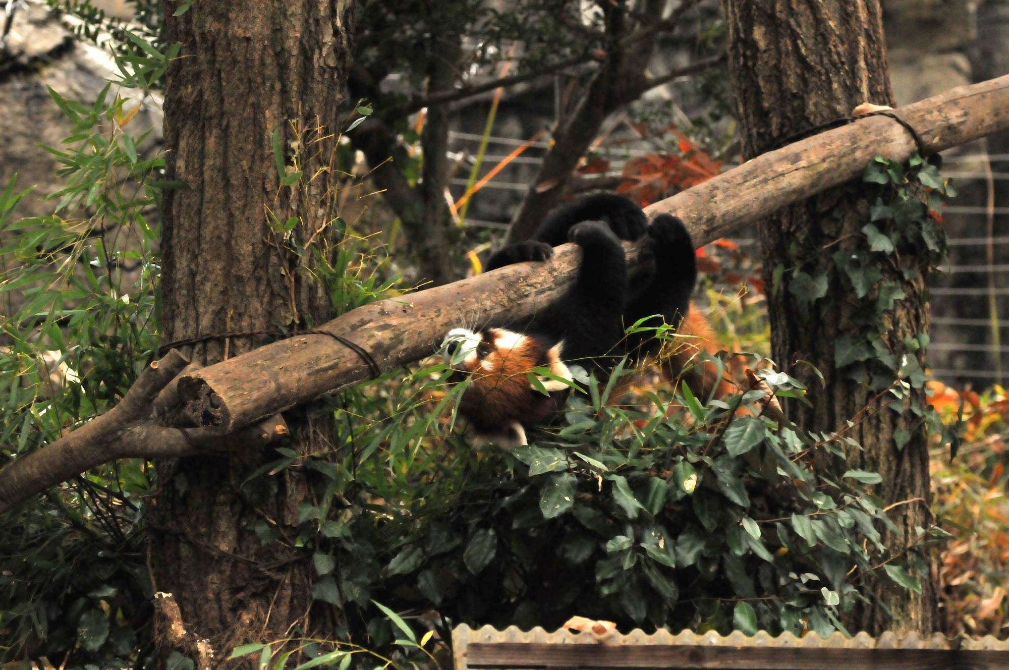 レッサーパンダ (10).jpg