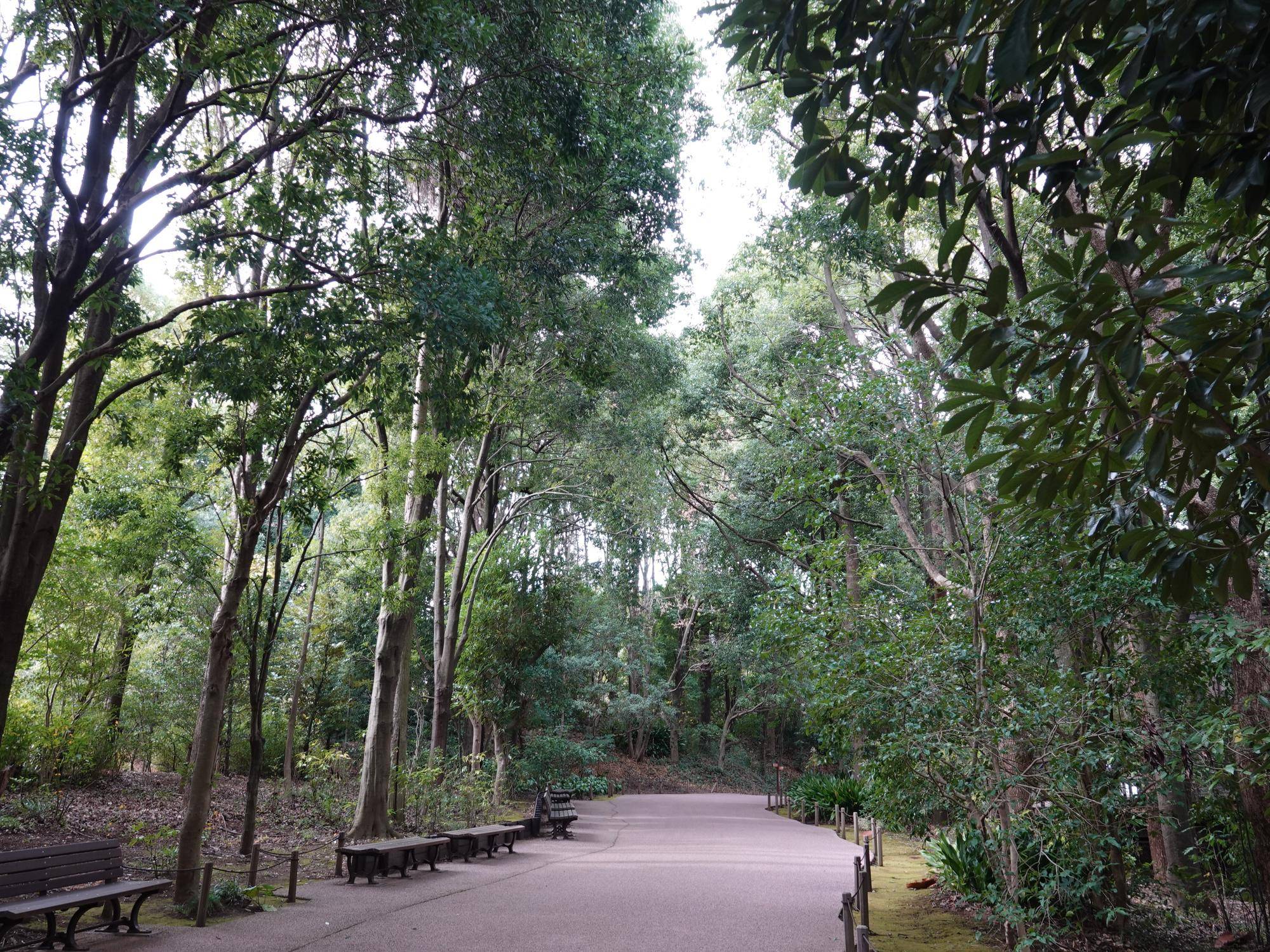 ⑭園路の木もうっそうと茂っています.jpg