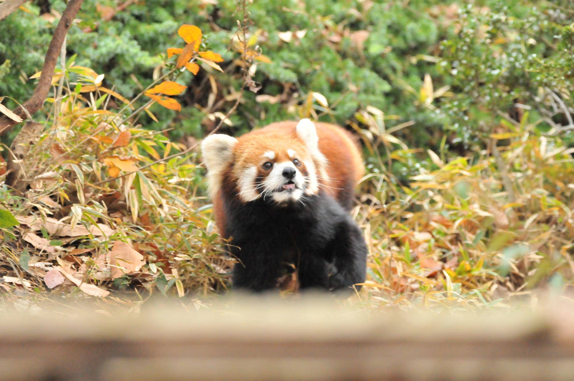 レッサーパンダ (6).jpg