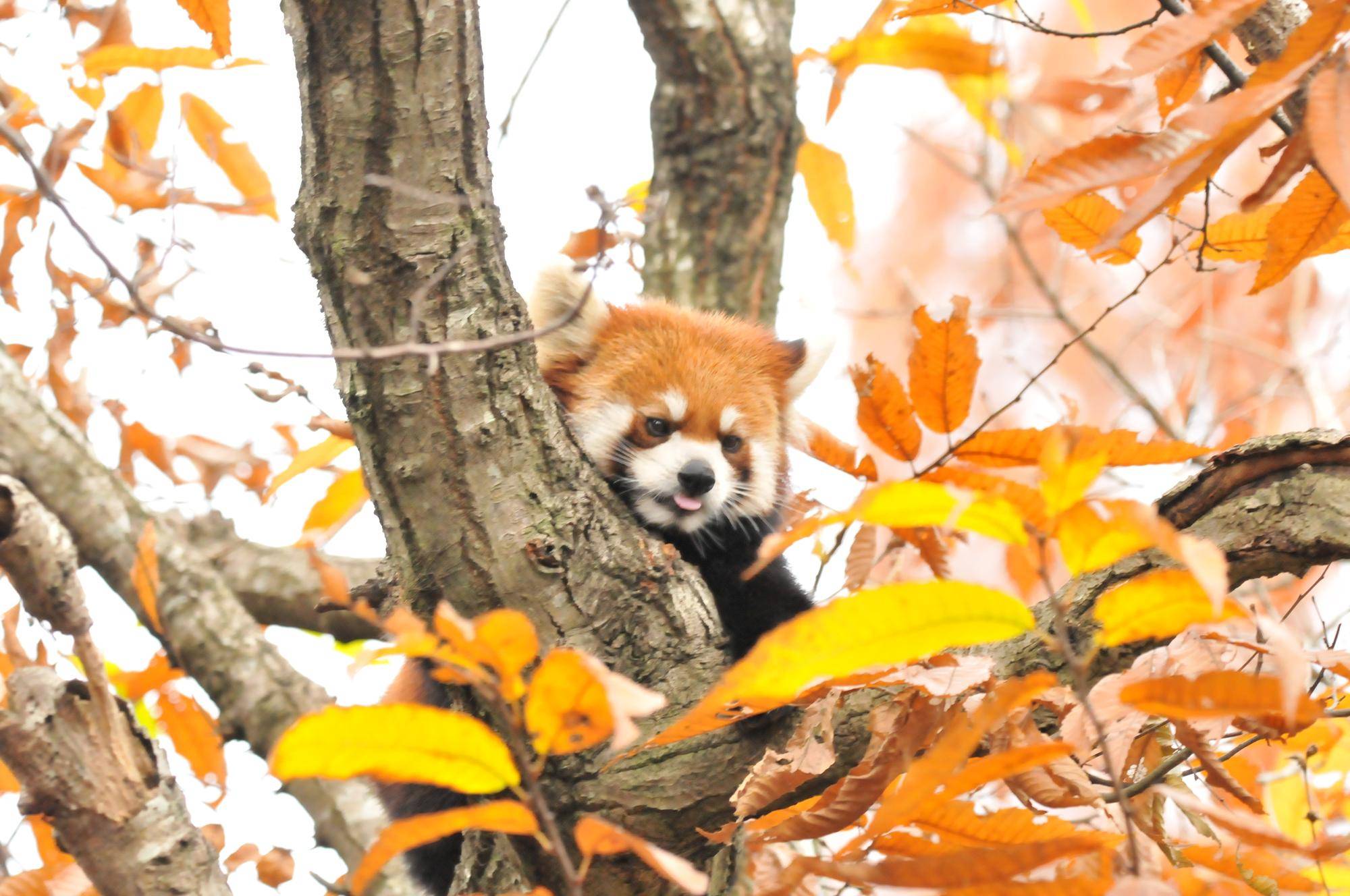 レッサーパンダ (8).jpg