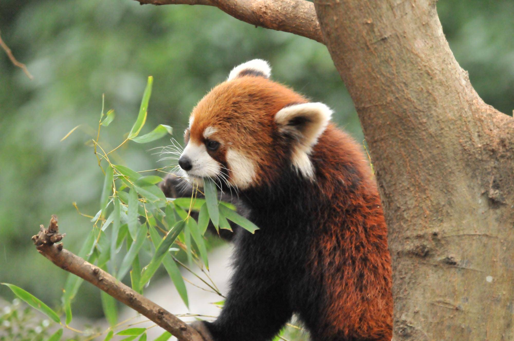 レッサーパンダ (5).jpg