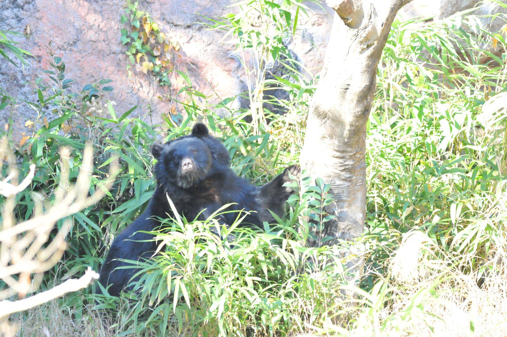 ニホンツキノワグマ２.jpg