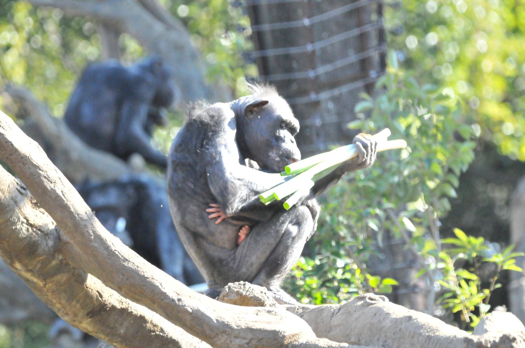片手で長ネギを器用に食べるチンパンジー.jpg