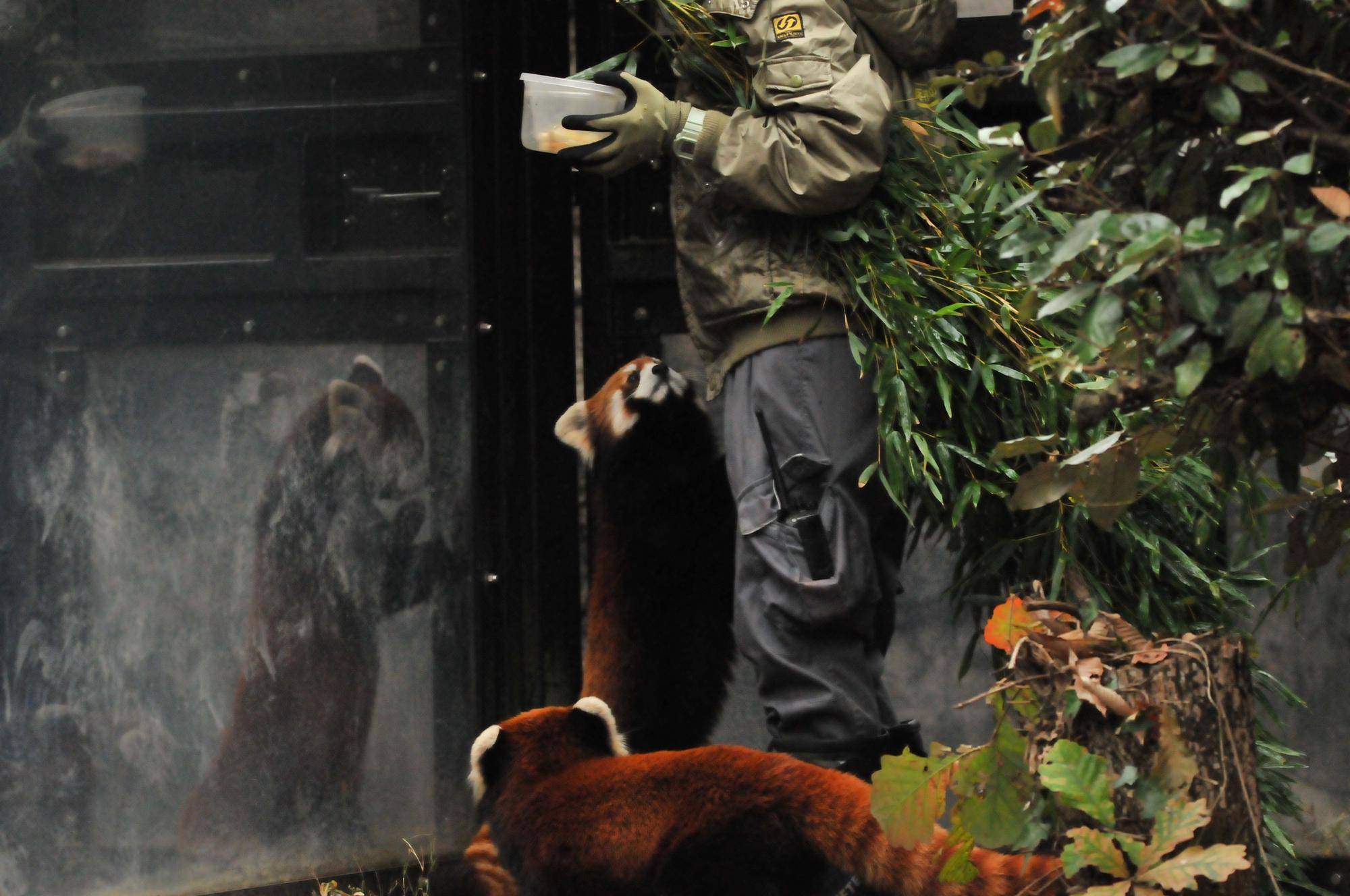 レッサーパンダ (2).jpg